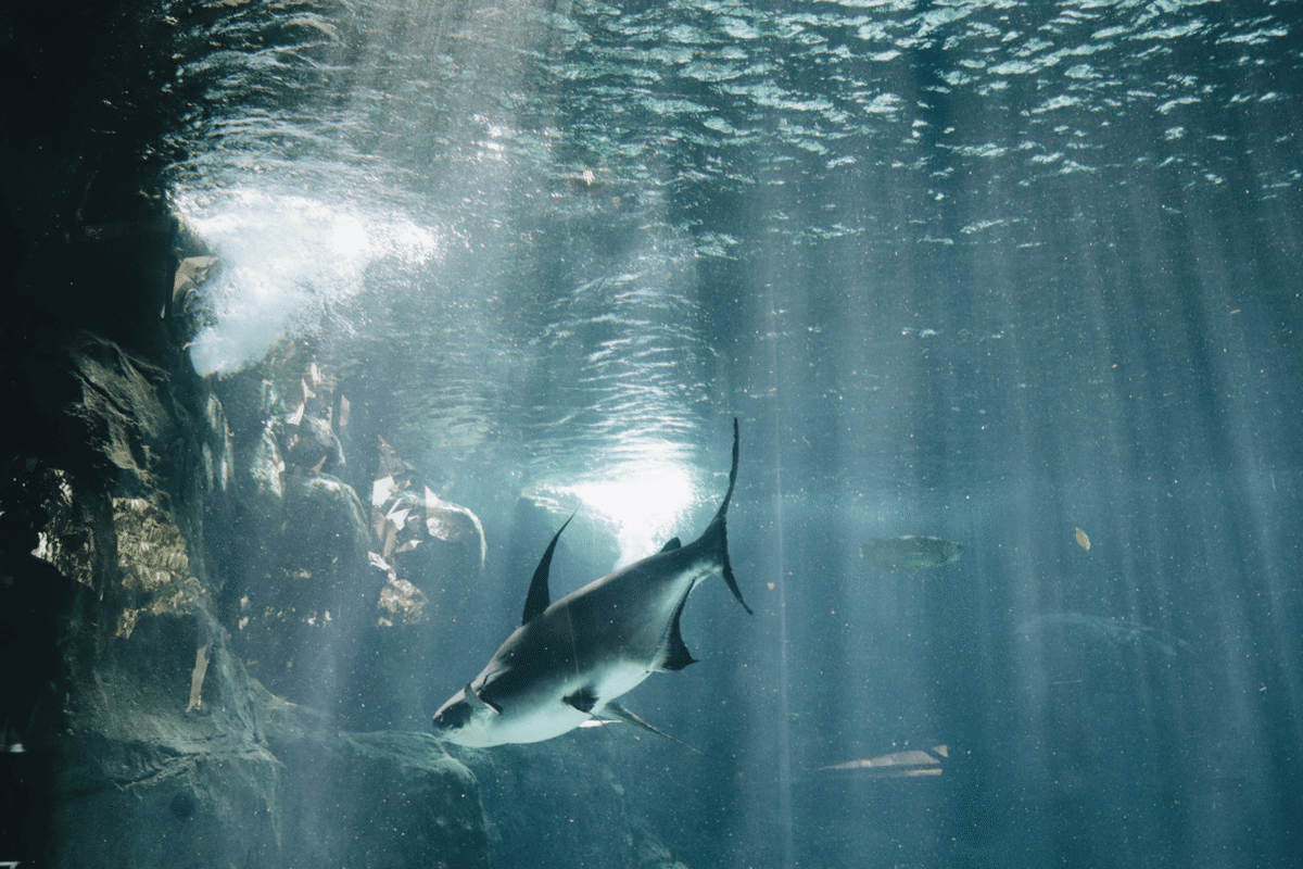 リバーワンダーの水槽に差し込む光と魚