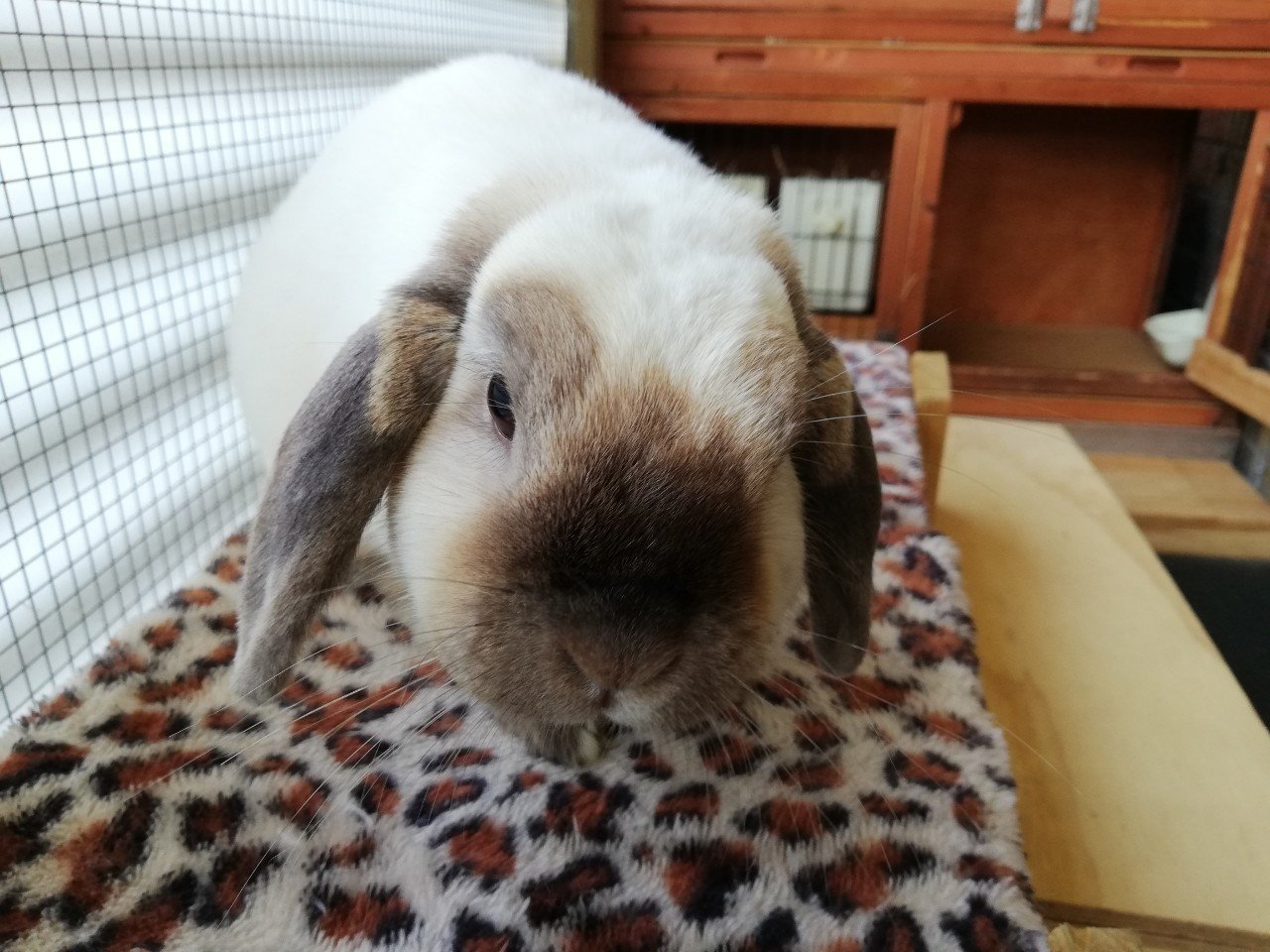 完治したウサギの斜頸の治療記録 Nz在住空飛ぶとーちゃん Ash Note 完治したウサギの斜頸の治療記録 Nz在住空飛ぶとーちゃん Ash Note