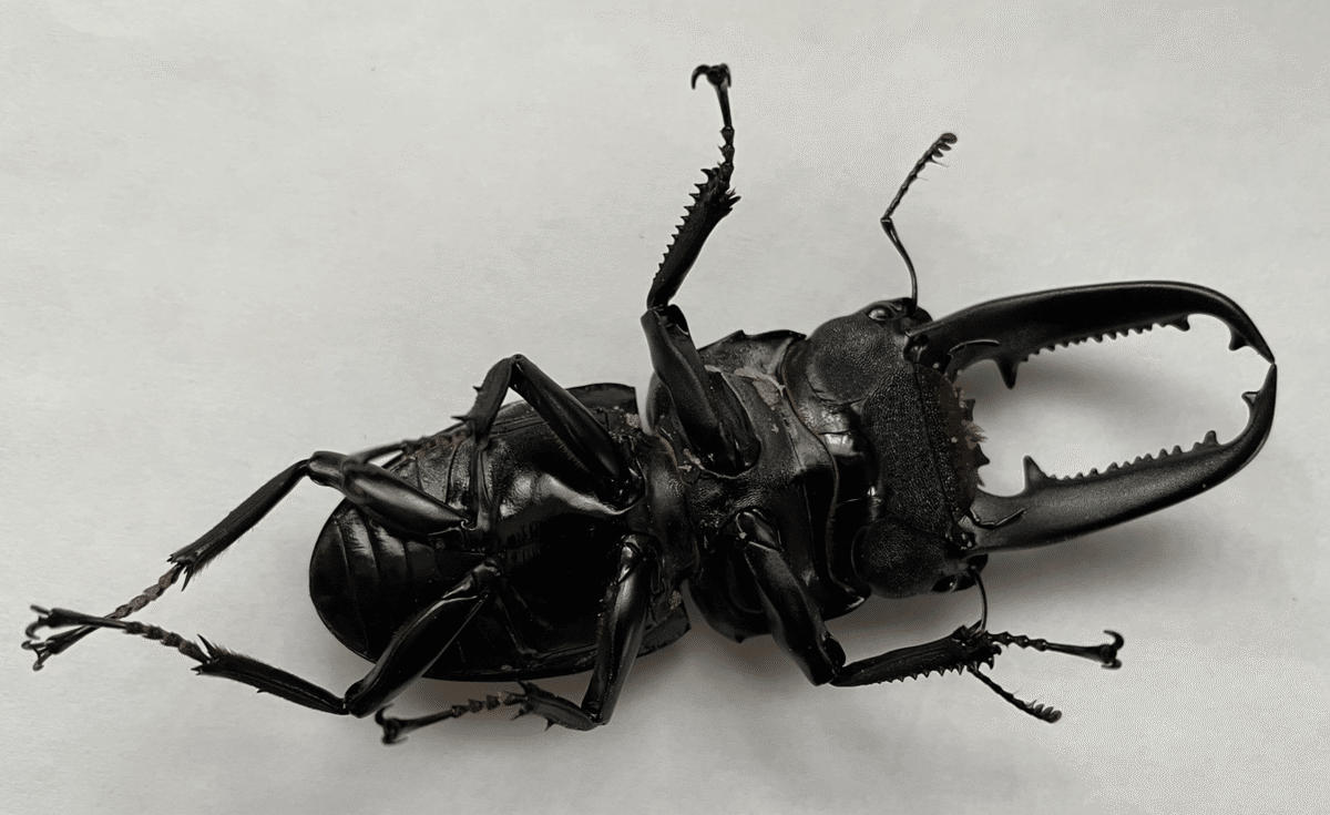 パラワンオオヒラタ WD購入｜Stag Beetle