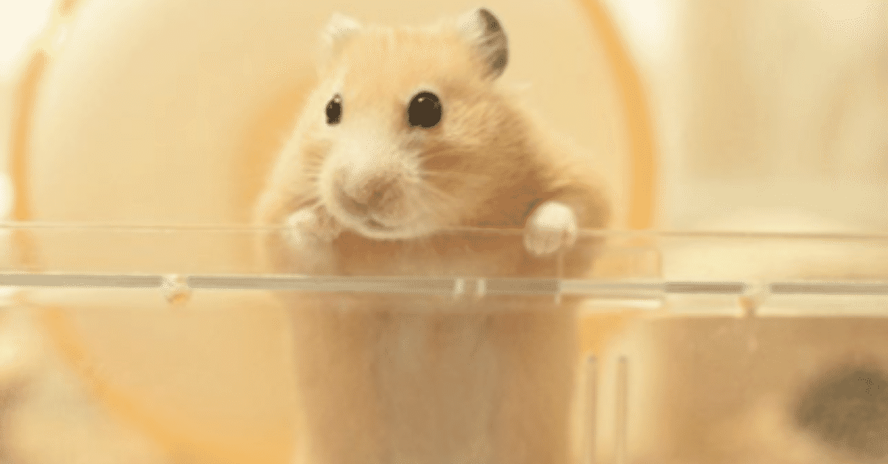 小さいけれど魅力たっぷり ハムスター 愛らしい表情としぐさに癒される いい部屋ペット いい部屋ネット 公式 Note