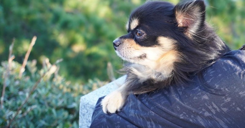 ペットの防災 を考える 犬と暮らす防災士が命を守るために備えていること いい部屋ペット いい部屋ネット 公式 Note ペットの防災 を考える 犬と暮らす防災士が命を守るために備えていること いい部屋ペット いい部屋ネット 公式 Note