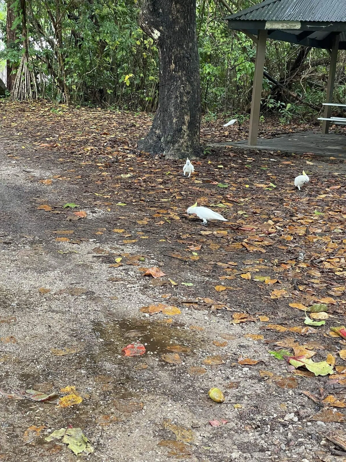 [My Happy Journey:D] Cairns, Australia Day 4｜Mandu Man