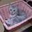 蝦名いくお