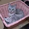 蝦名いくお