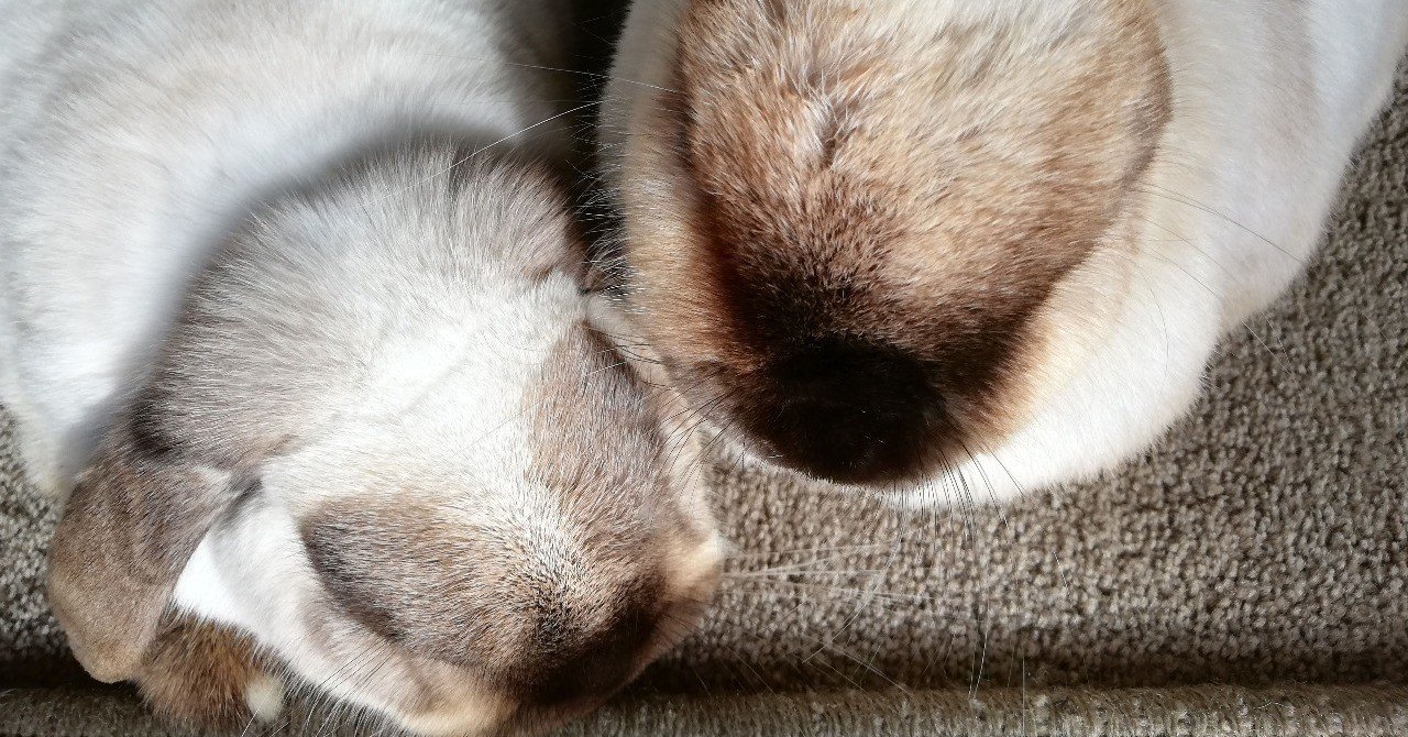 完治したウサギの斜頸の治療記録 Nz在住空飛ぶとーちゃん Ash Note