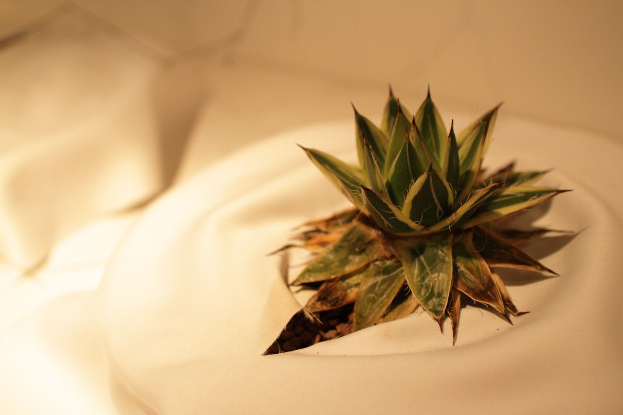 アガベ ピンキー 渡辺季節 Note