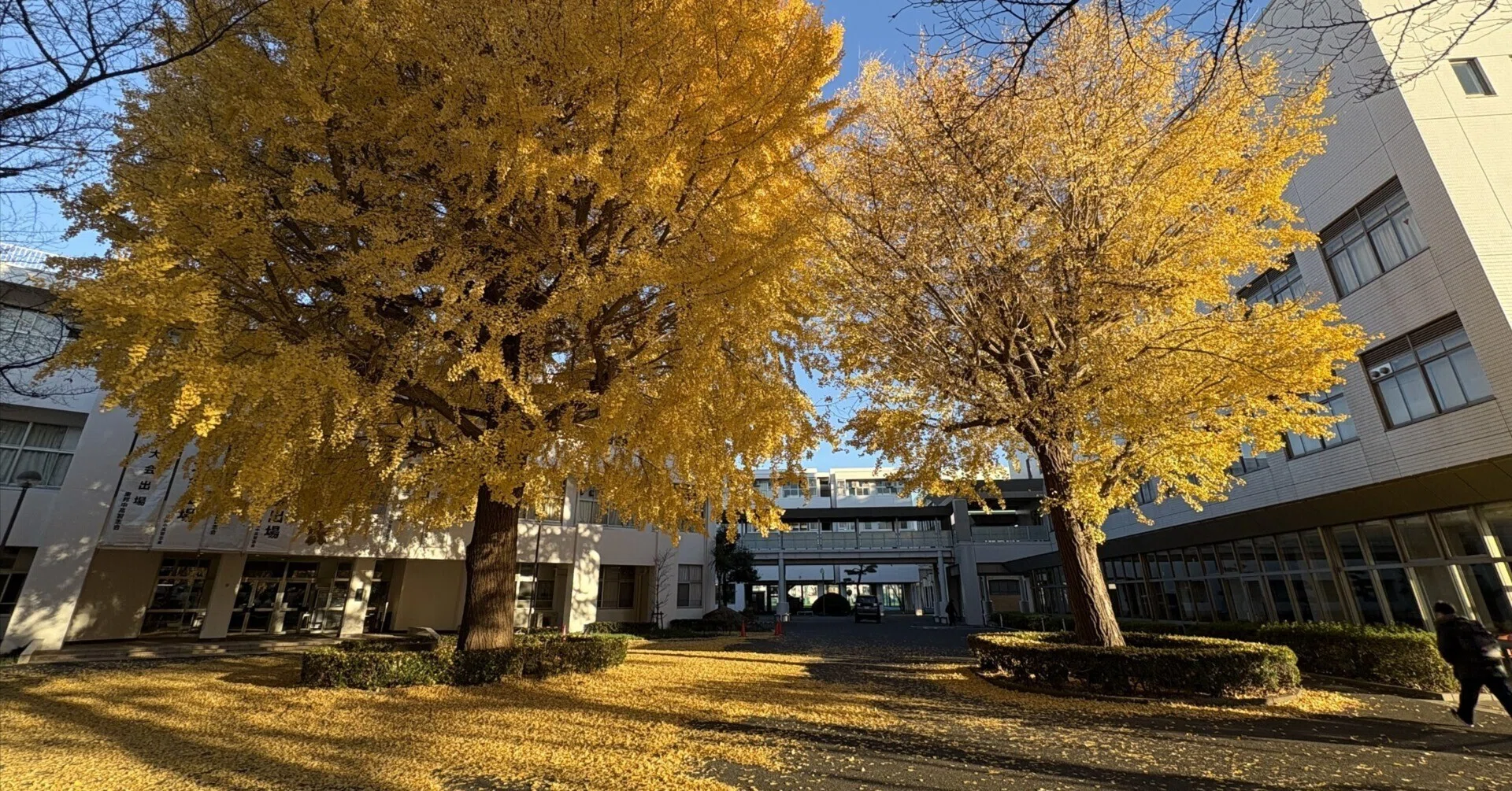 東邦 大学 付属 東邦 中学校