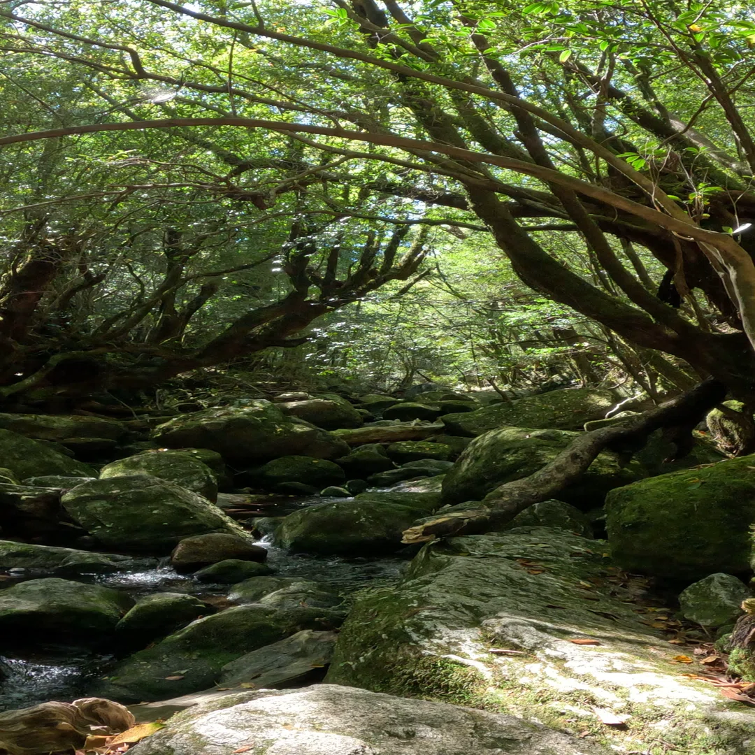 屋久島】人間って全くもって勝手な生き物よね。｜YUMIKO