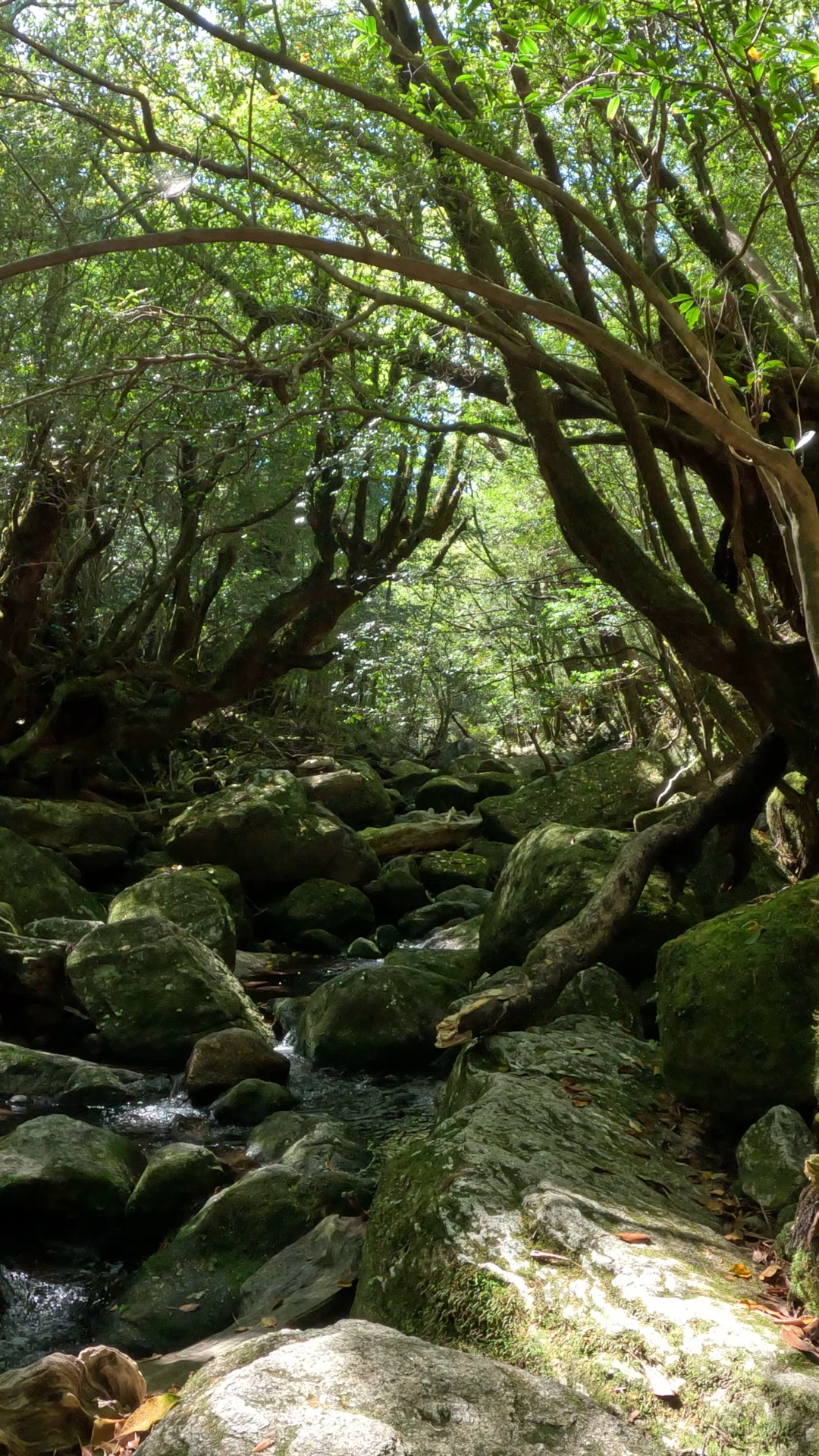 屋久島】人間って全くもって勝手な生き物よね。|YUMIKO 屋久島】人間って全くもって勝手な生き物よね。|YUMIKO