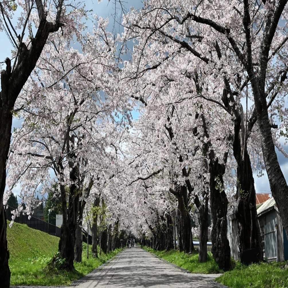 Z5IIで初めての撮影（桜と梅）｜紫のまりも