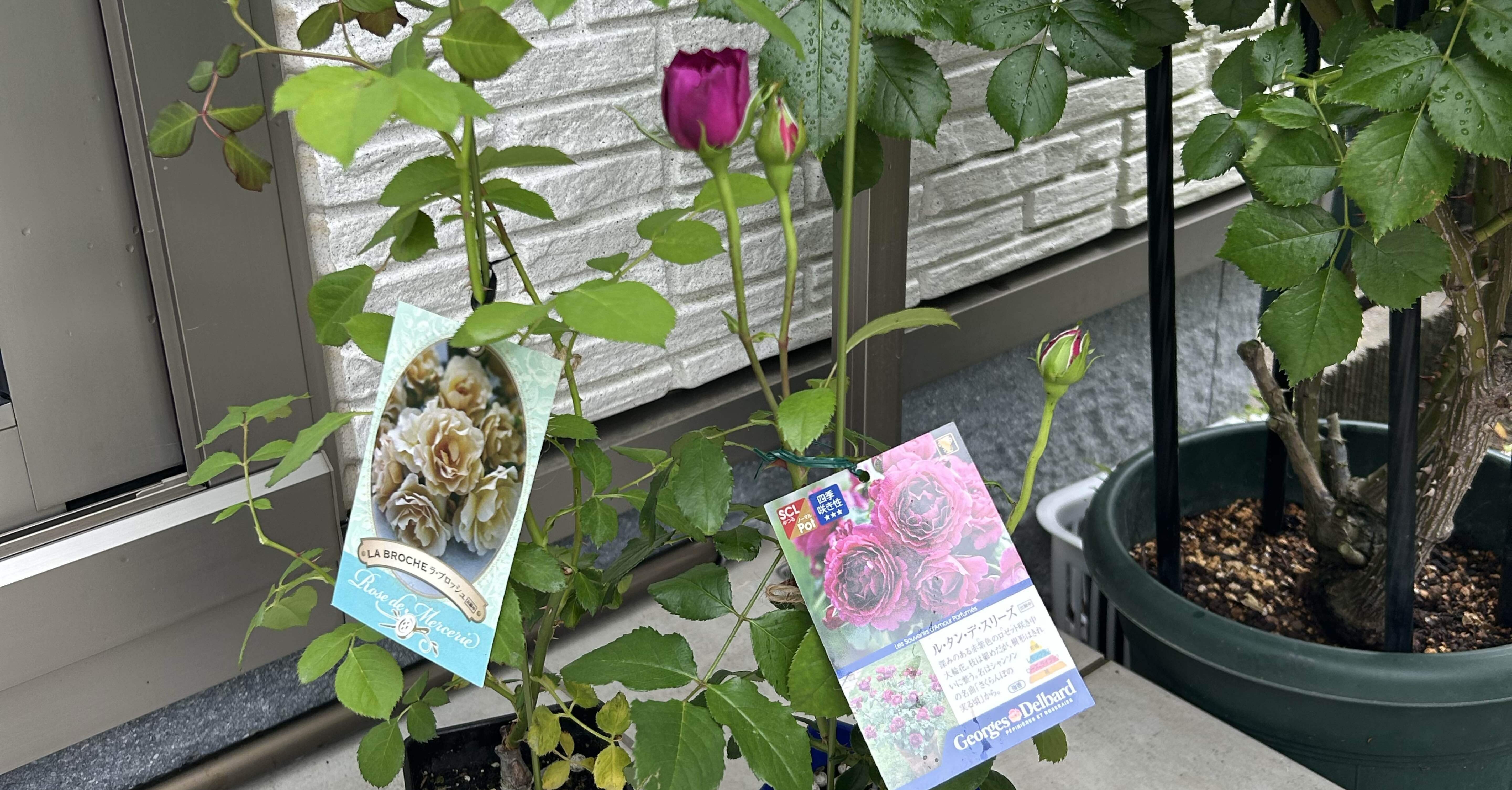 2025年春の薔薇の新苗お迎え第二弾｜オリーブ