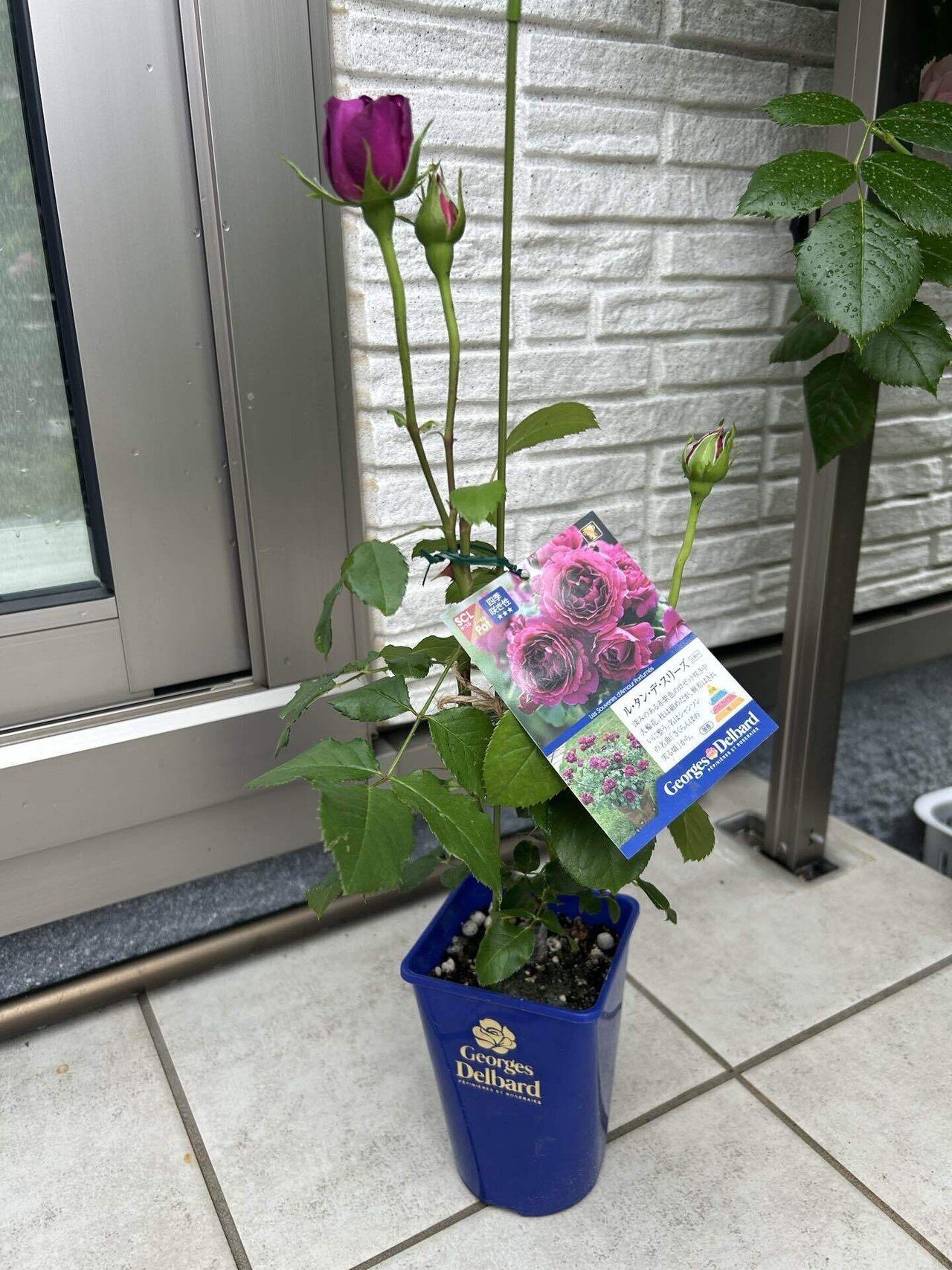 2025年春の薔薇の新苗お迎え第二弾｜オリーブ