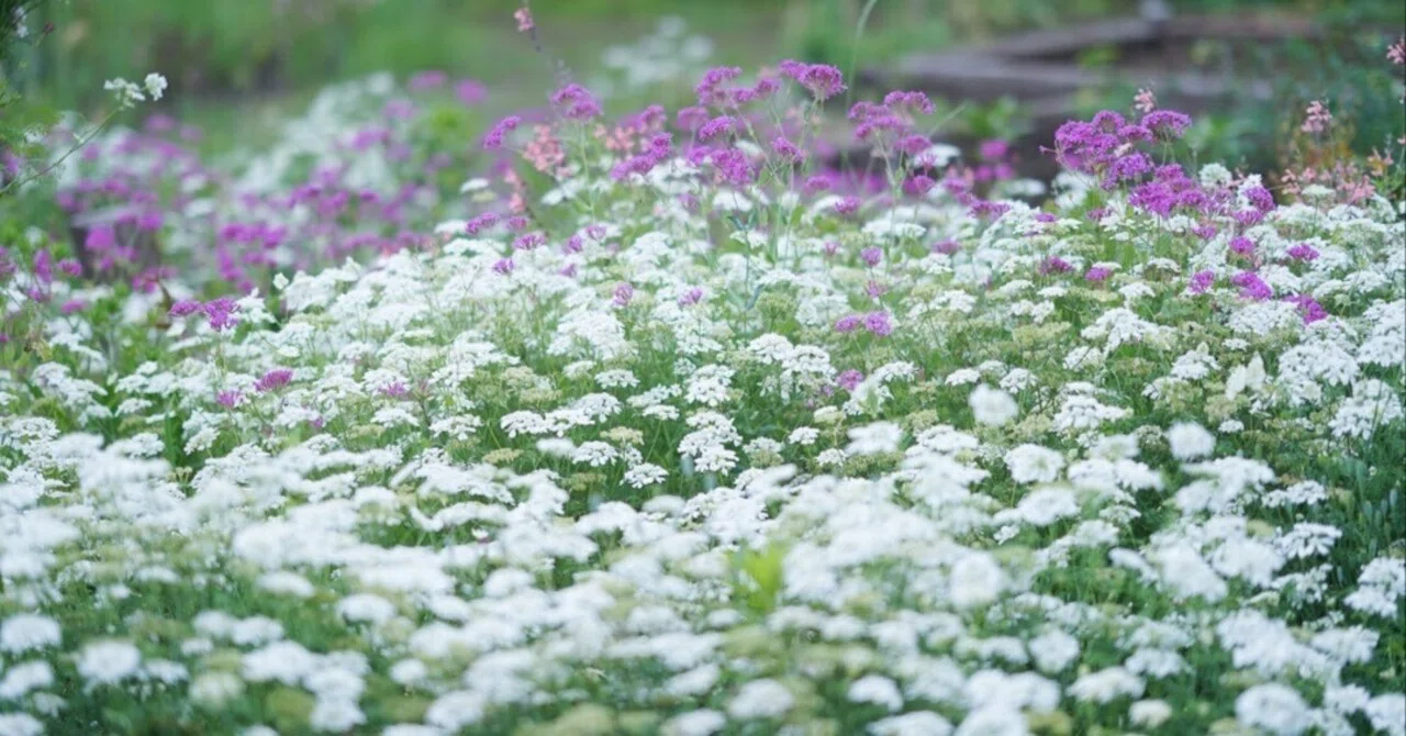花畑 タネニハの花畑｜小森妙華