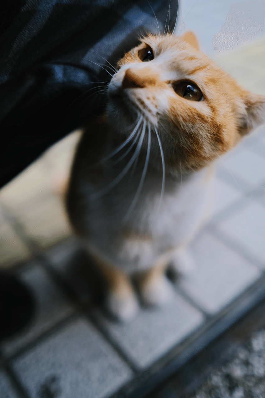 ねこさま 安永 明日香 Note ねこさま 安永 明日香 Note