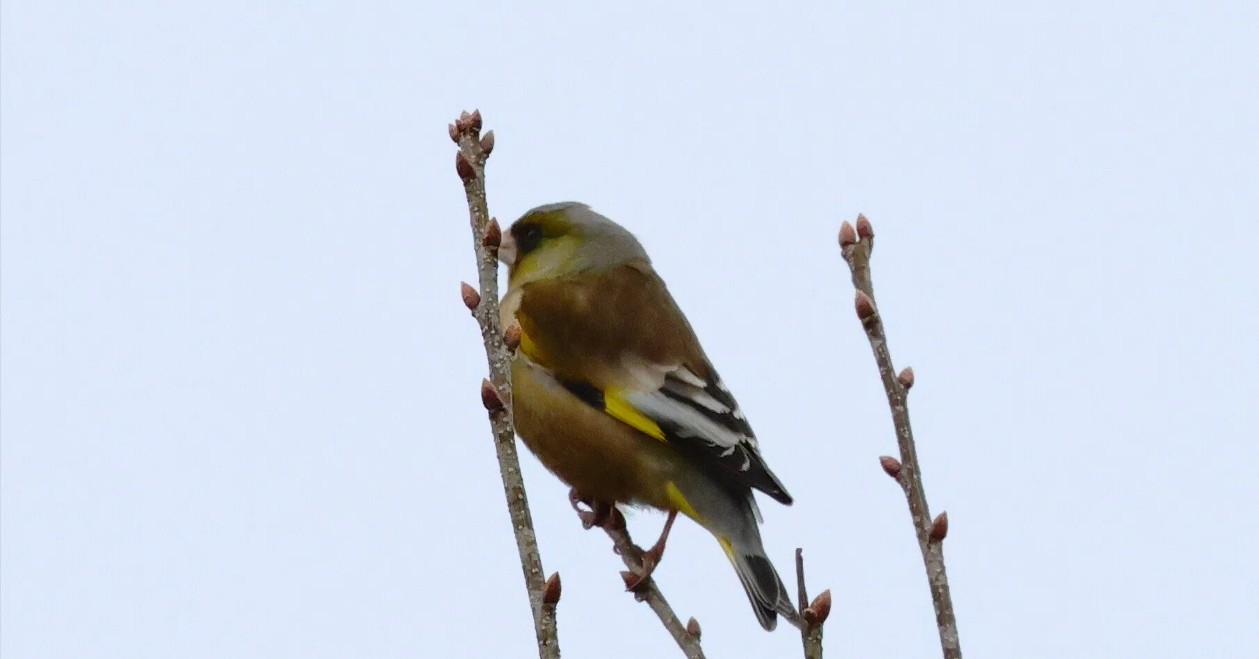 The Summer Bird That Arrives with the First Signs of Spring: The