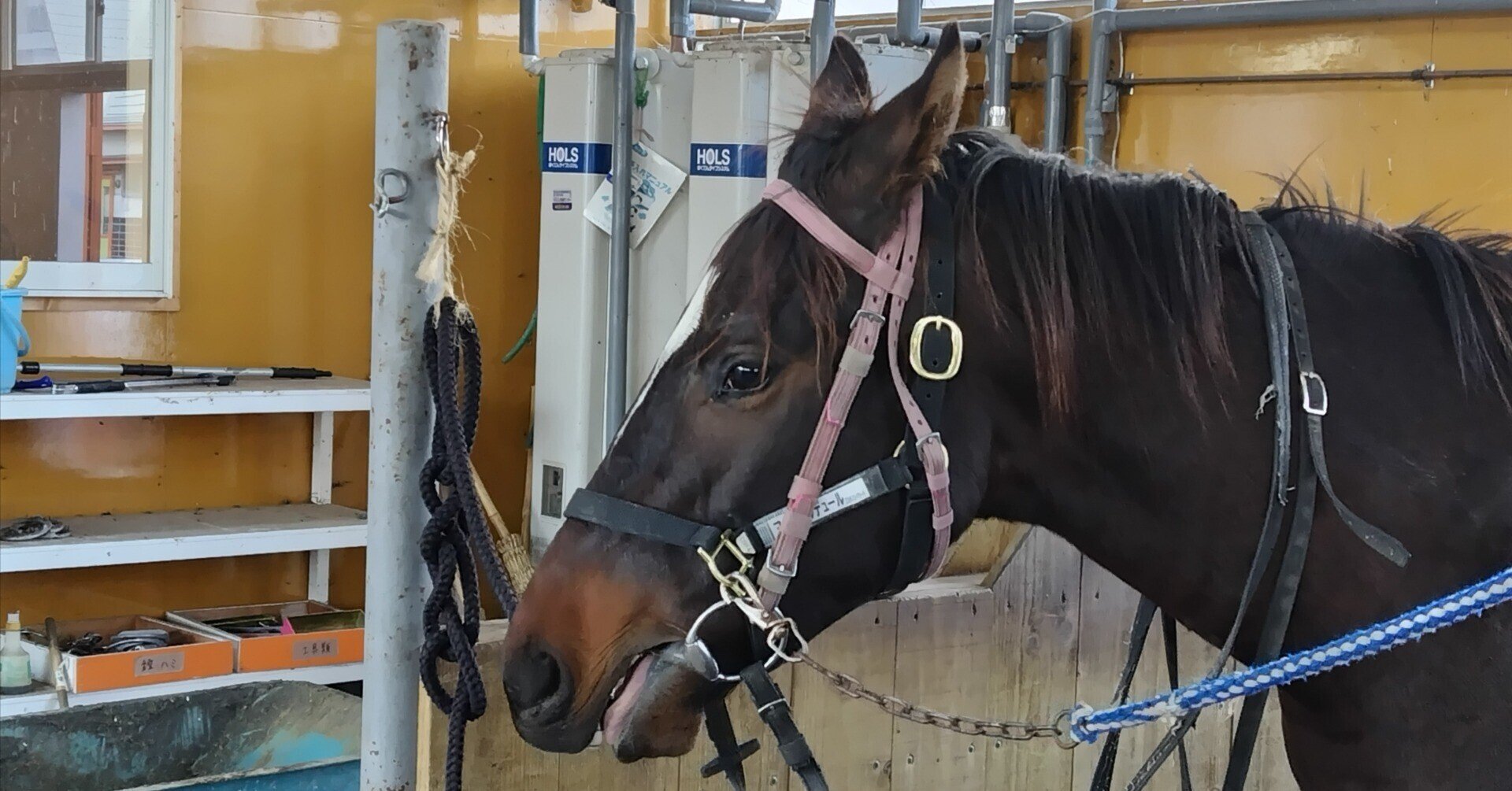 値下げしました】WINTEC馬場鞍