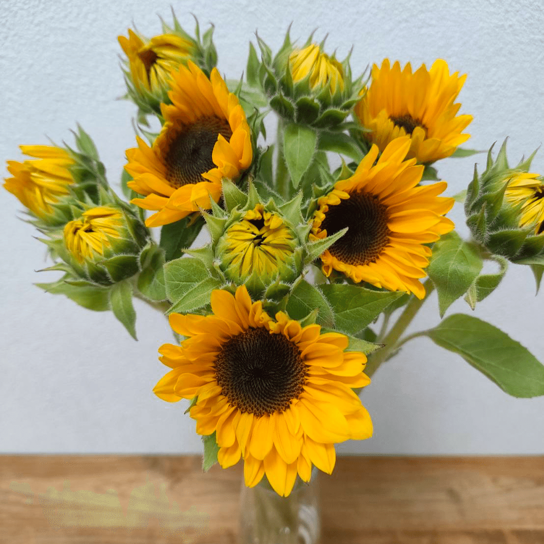 ひまわり 徳用 ひまわり・F1サンリッチ(R) レモン| 種・苗・ガーデニング用品の