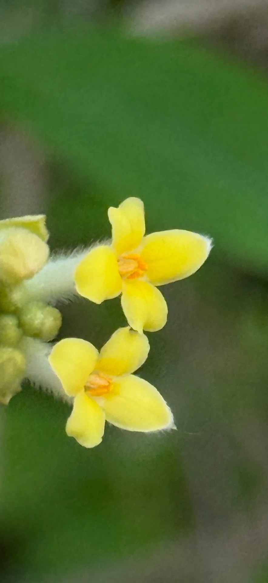 ミツマタ 鹿の食害から身を守る植物シリーズ ①|EGGSEED