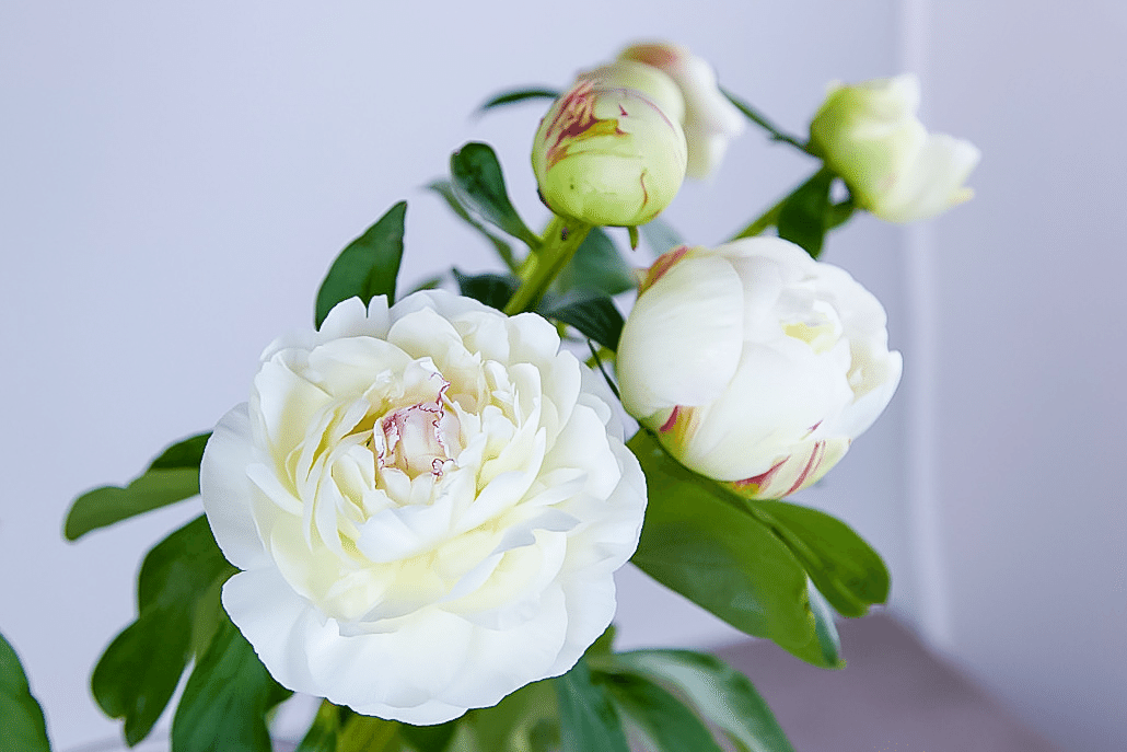 初夏には芍薬を飾ろう！｜D.STYLE