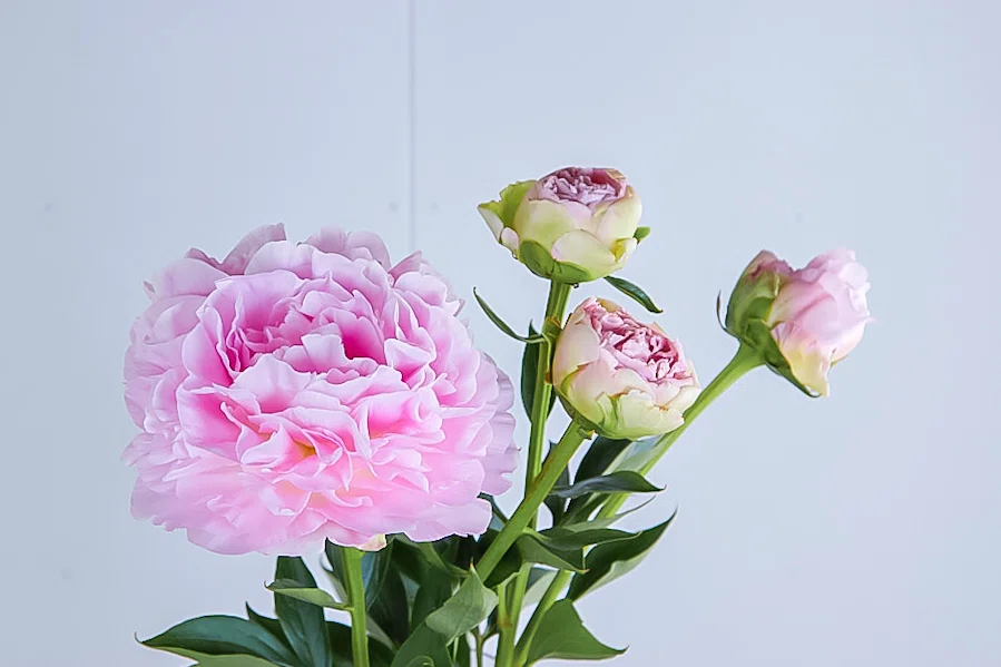 初夏には芍薬を飾ろう！｜D.STYLE