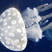 本と思い出 13ヵ月と13週と13日と満月の夜 ひさかわ Note