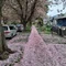 クロネコ
