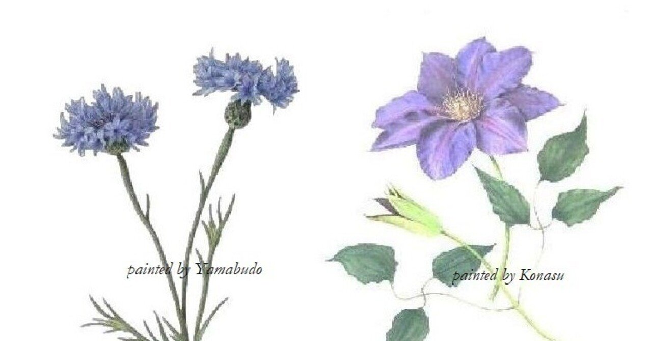 水彩画】ヤグルマギク×クレマチス｜山葡萄と小茄子
