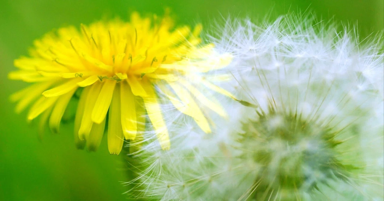 Ahiro-ne SP♪ Dedicated to Dandelions and Chinese Milk Vetch―― (820 ...