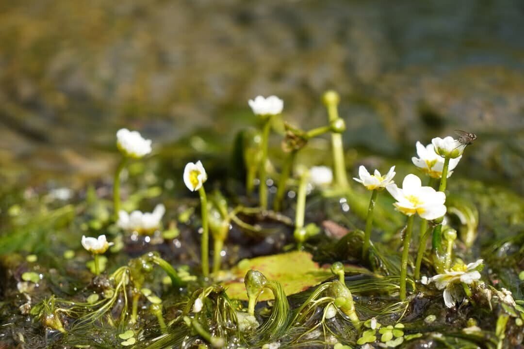 油彩/梅花藻のある川 地蔵川（梅花藻） | 長浜・米原・奥びわ湖を楽しむ観光情報サイト