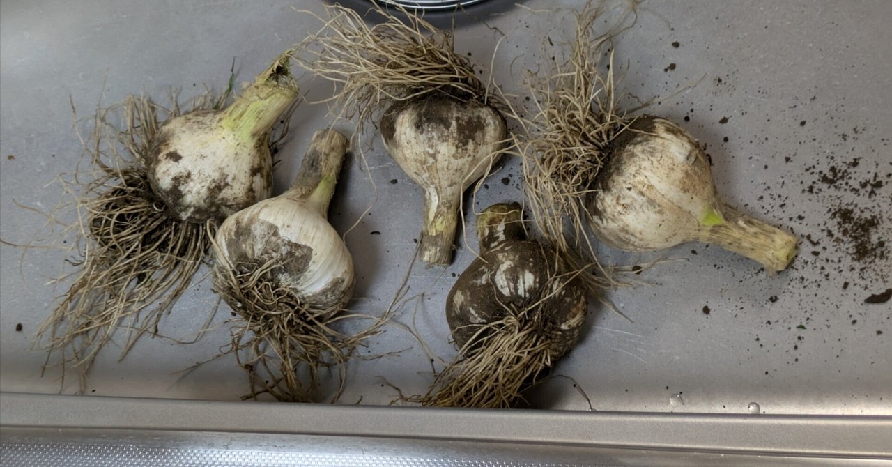 国内外の人気が集結 国産巨大新にんにく！！！｜🌱ザキ 野菜