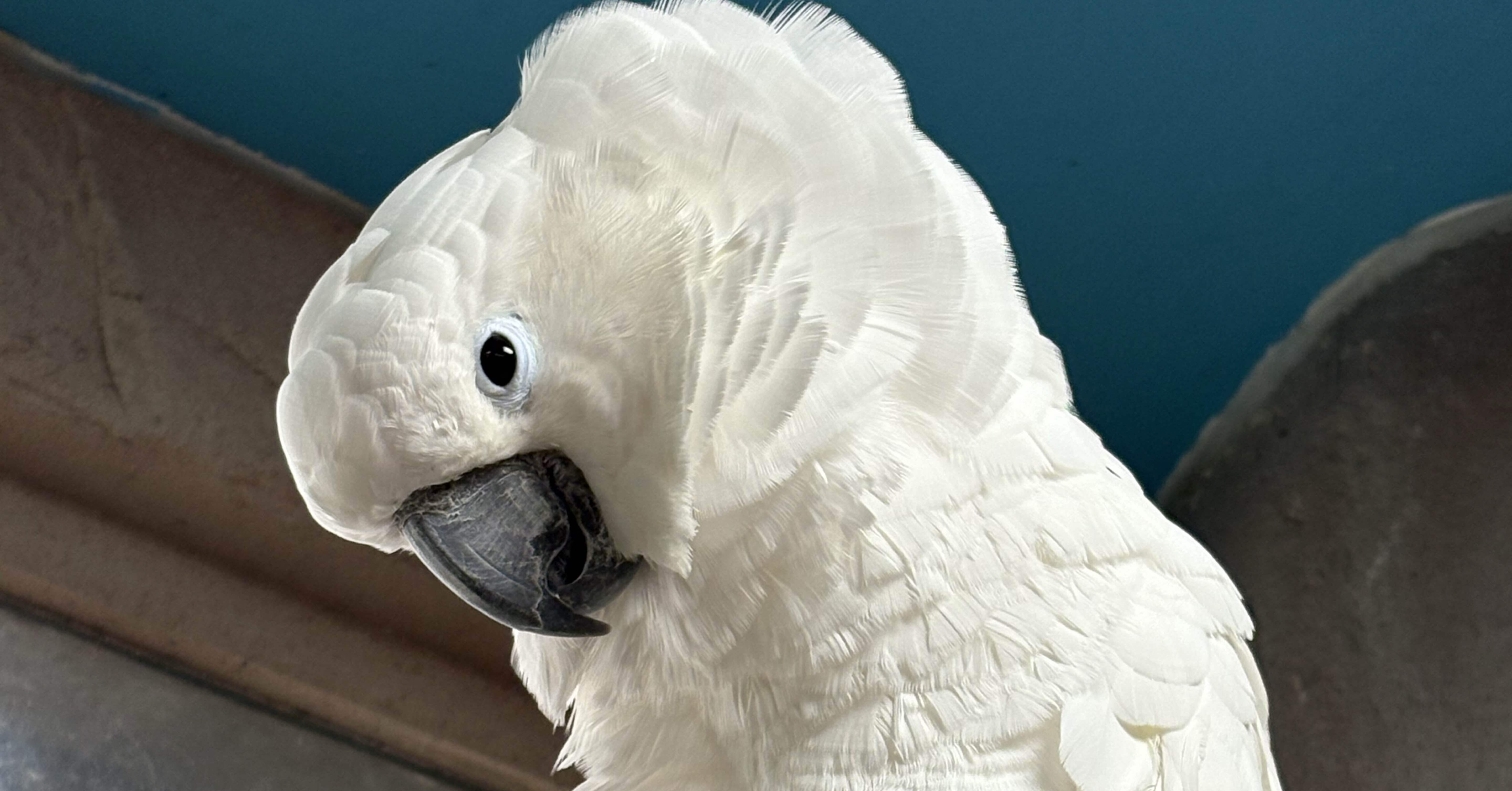 オスミウム インゴット保証書付き 限定66枚 重量3.11g 純度99.95