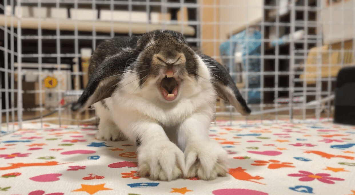 うさぎの飼育方法 くまたに Note うさぎの飼育方法 くまたに Note