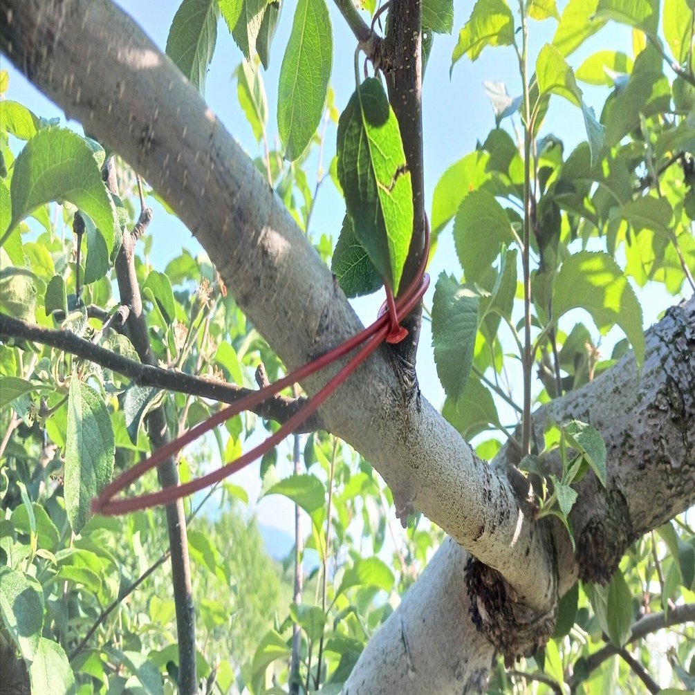 りんご虫 画像検索（害虫）リンゴの病害虫 | 農業害虫や病害の防除・農薬情報