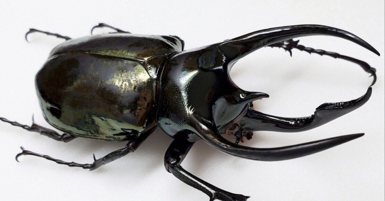 WD】ミンダナオ産 アトラスオオカブトの飼育記録（失敗）【2015】｜AKECHI