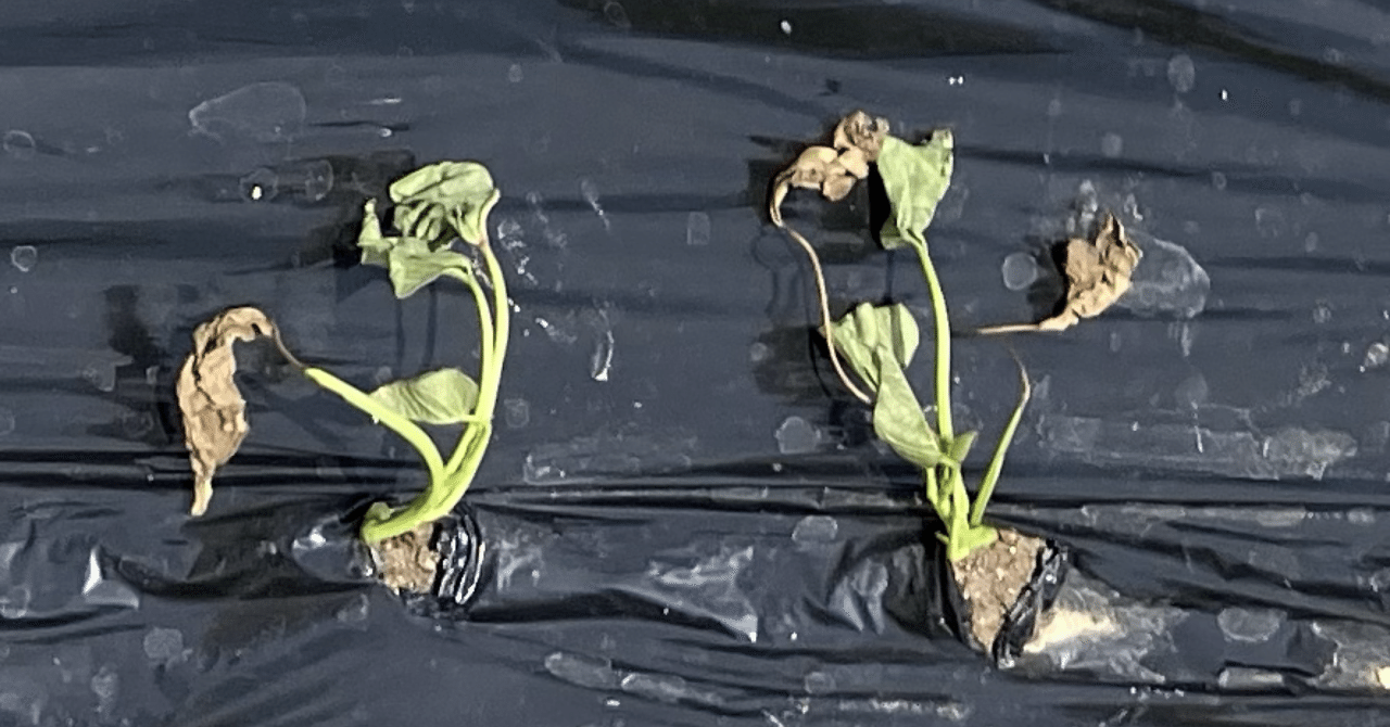 サツマイモ）「苗が枯れた!?」──大丈夫。それにはちゃんと理由が