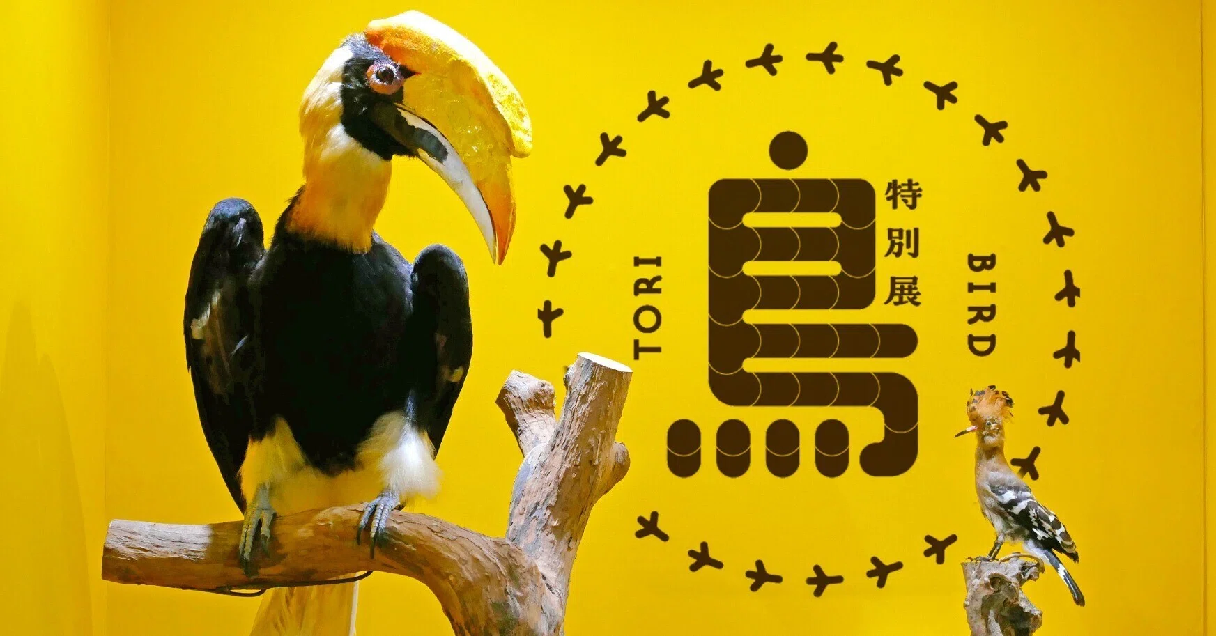 鳥展」名古屋市科学館体験レポ｜大阪会場情報もチェック｜柴田誠