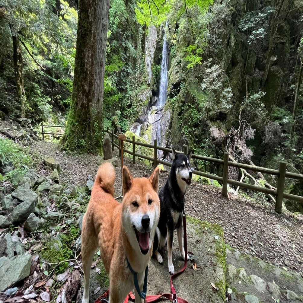 島根・益田、山奥にある『柴犬の聖地・石号の里』と『双川峡』、柴犬2