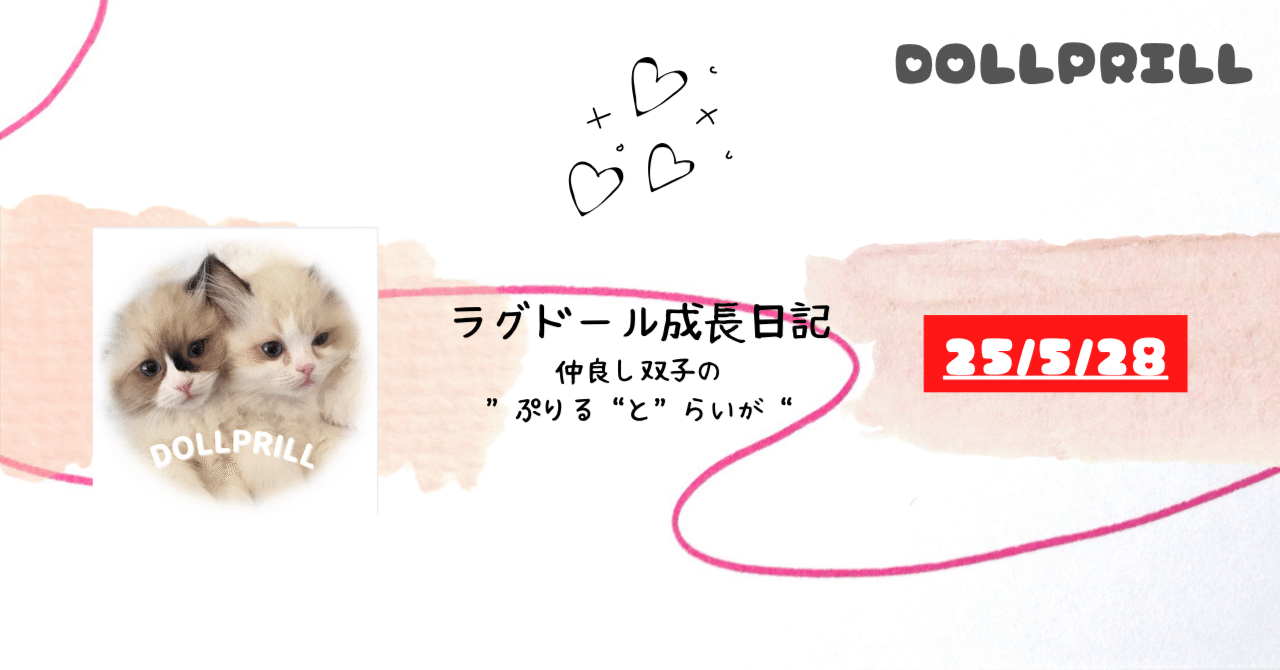 25/5/28】キャットタワー完成✨|ラグドールの成長日記|ラグドール 25/5/28】キャットタワー完成✨|ラグドールの成長日記|ラグドール