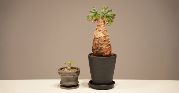 MONSTROUSA - モンストローサ】綴化、石化、モンスト。突然変異