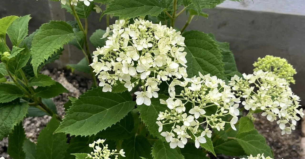アナベルの生育日記｜だっぺ
