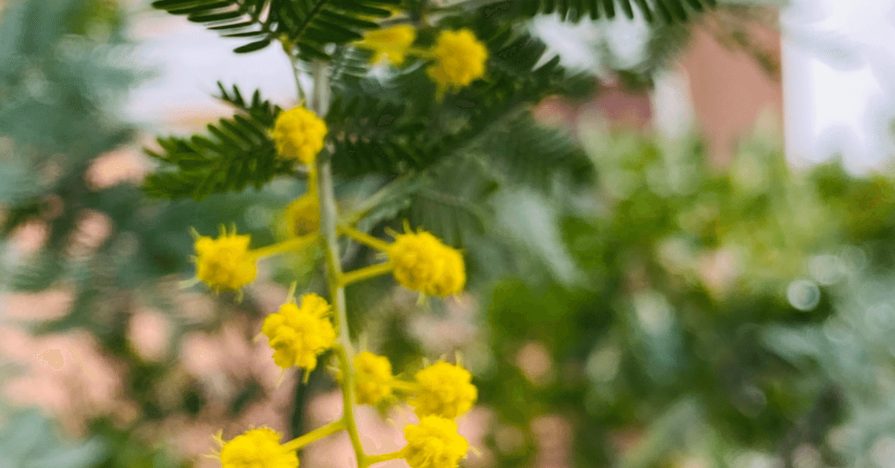 ミモザの蕾｜kouyu