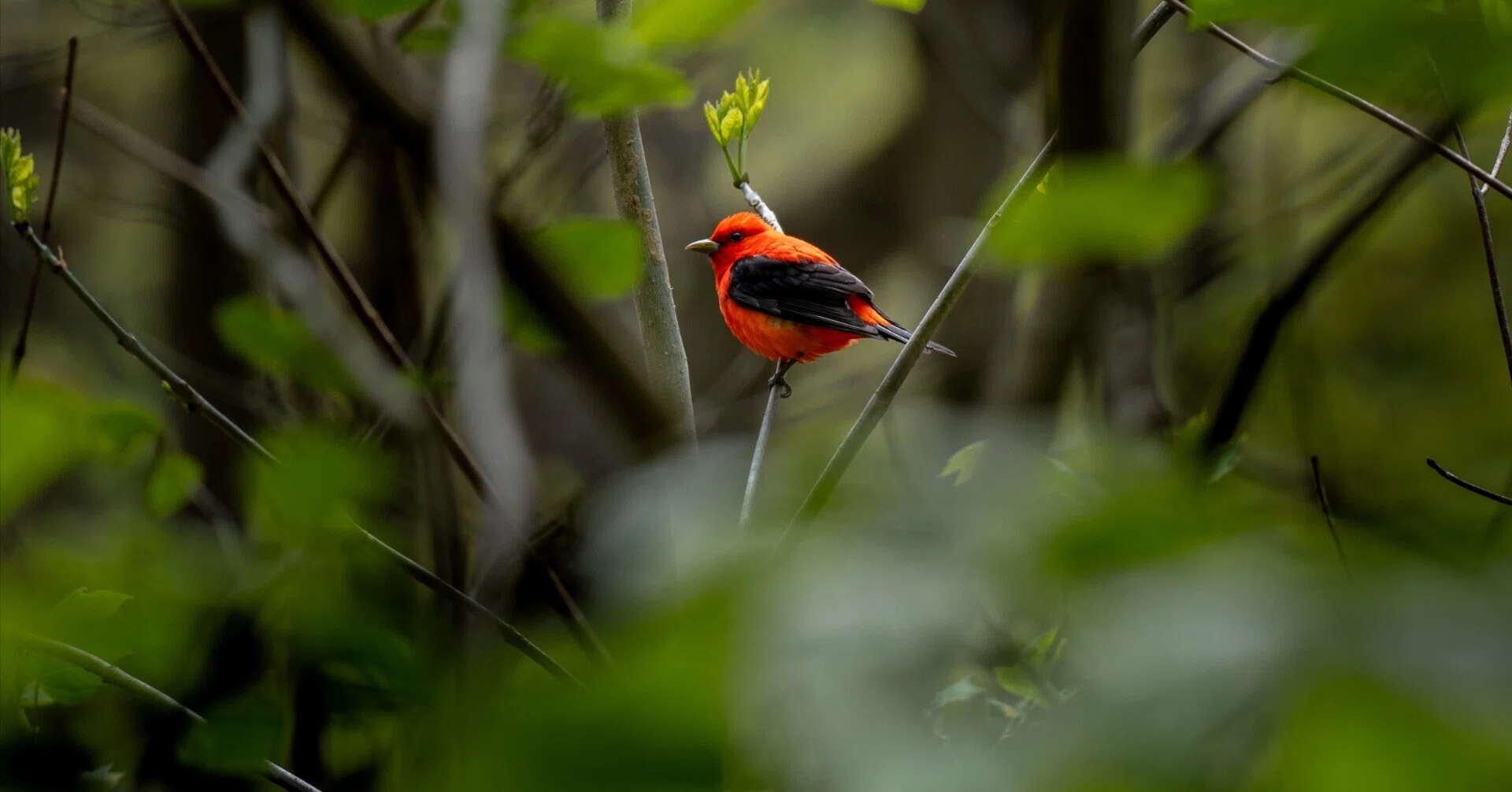 シカゴでバードウォッチング！】 Scarlet Tanager アカフウキンチョウ 