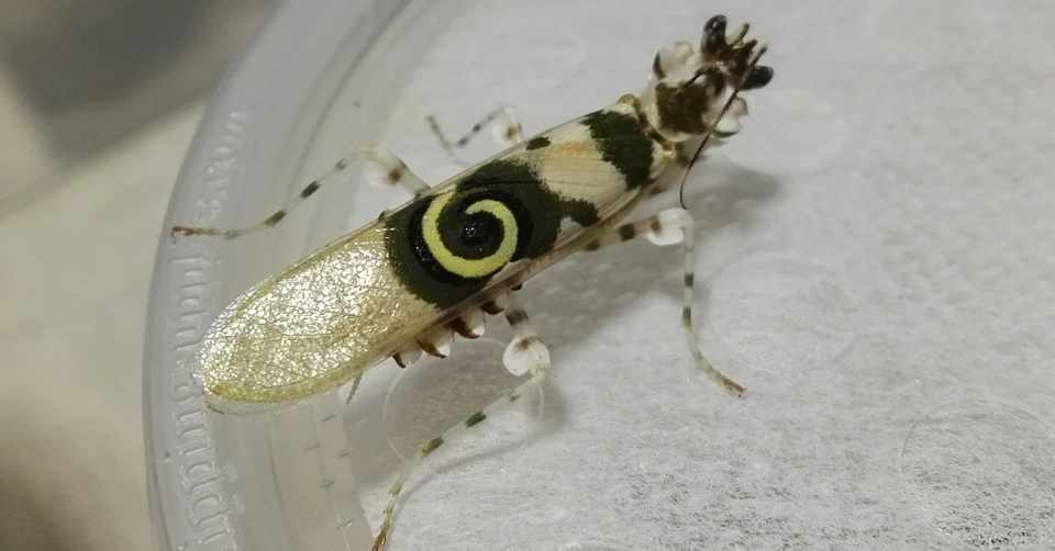 ヤモリ カマキリ飼育メモ りお Note