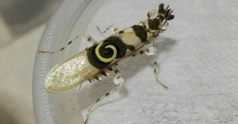 ヤモリ カマキリ飼育メモ りお Note