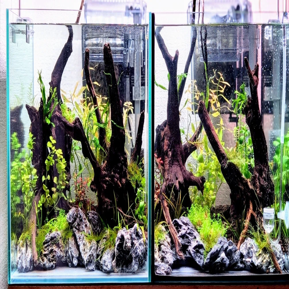 CO2なしでもイケる！植栽と環境づくり｜ネイチャーアクアリウムの水草