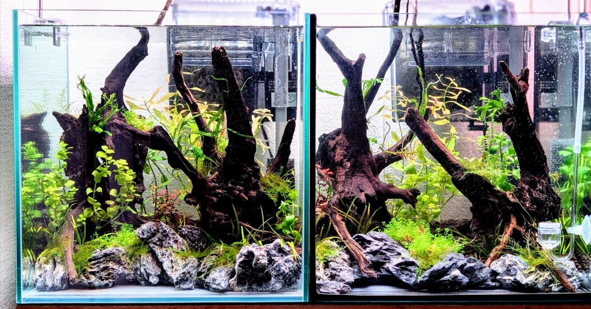 CO2なしでもイケる!植栽と環境づくり|ネイチャーアクアリウムの水草 CO2なしでもイケる!植栽と環境づくり|ネイチャーアクアリウムの水草