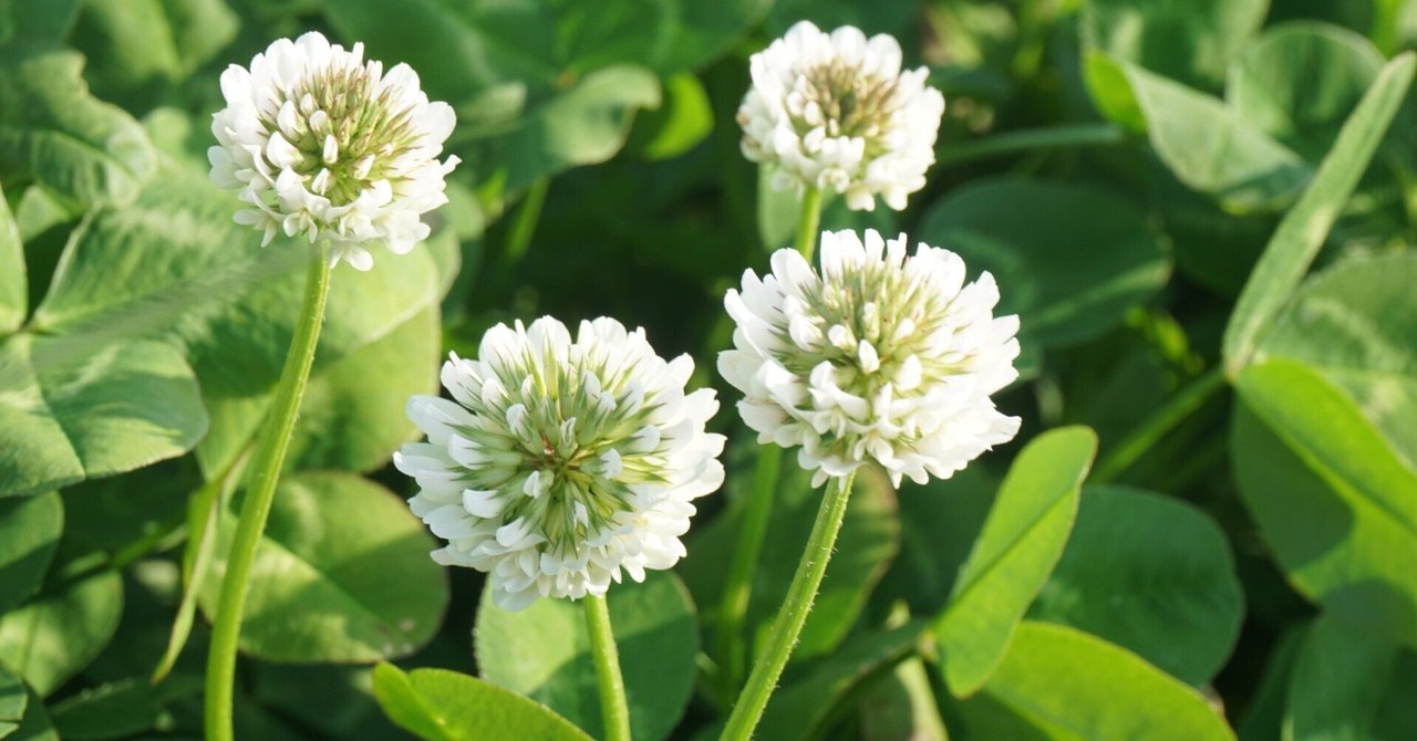 花冠のためにある花（独断w）・シロツメクサ｜ichirin