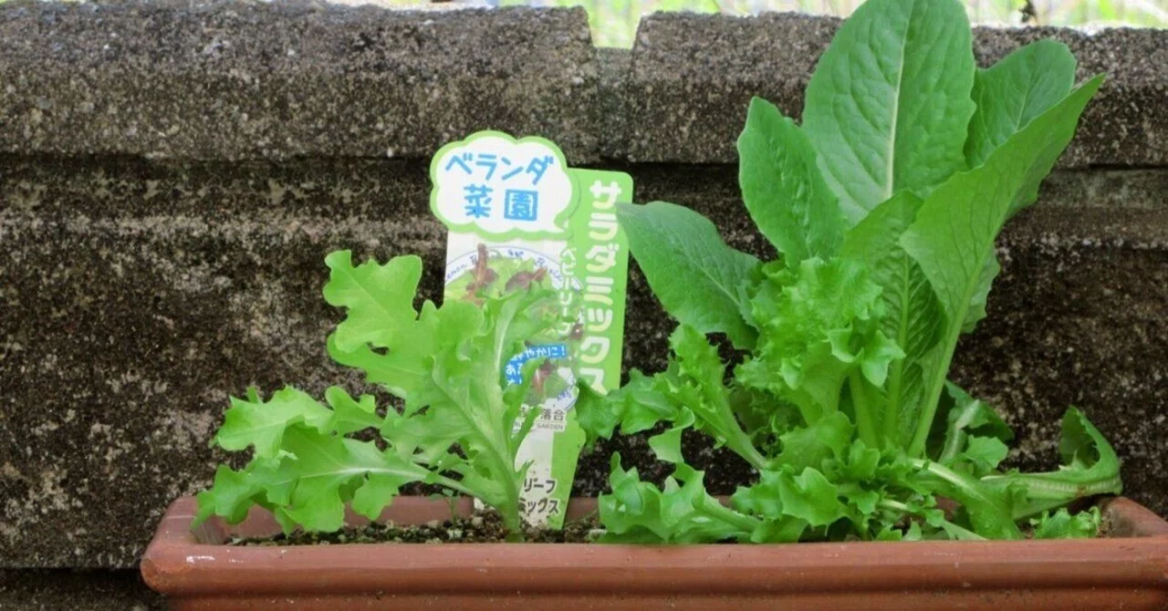 野菜苗との出会い｜大藏達雄