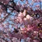 花椒辣醬