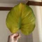 かのめあき
